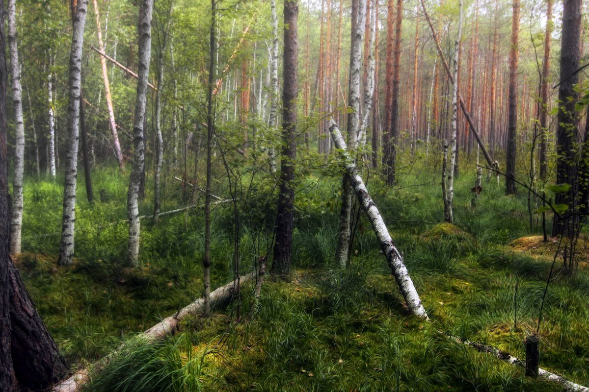 photo "***" tags: landscape, forest, summer