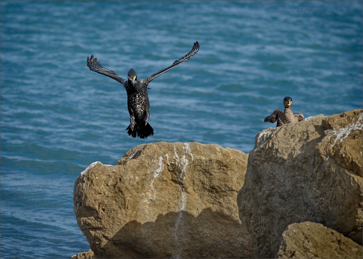 photo "Baile caucasico" tags: nature, Europe, mountains, sea, water, wild animals, winter, птицы