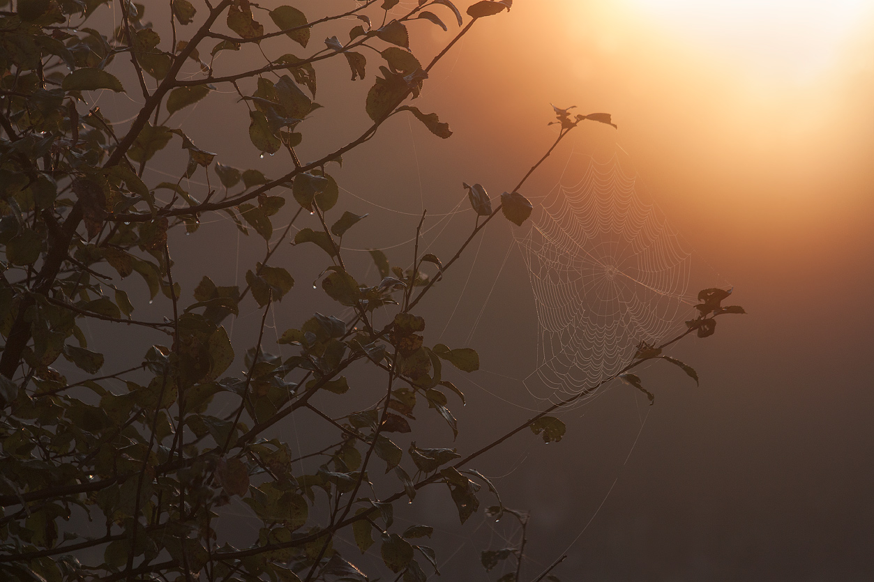 photo "***" tags: nature, morning, summer, роса