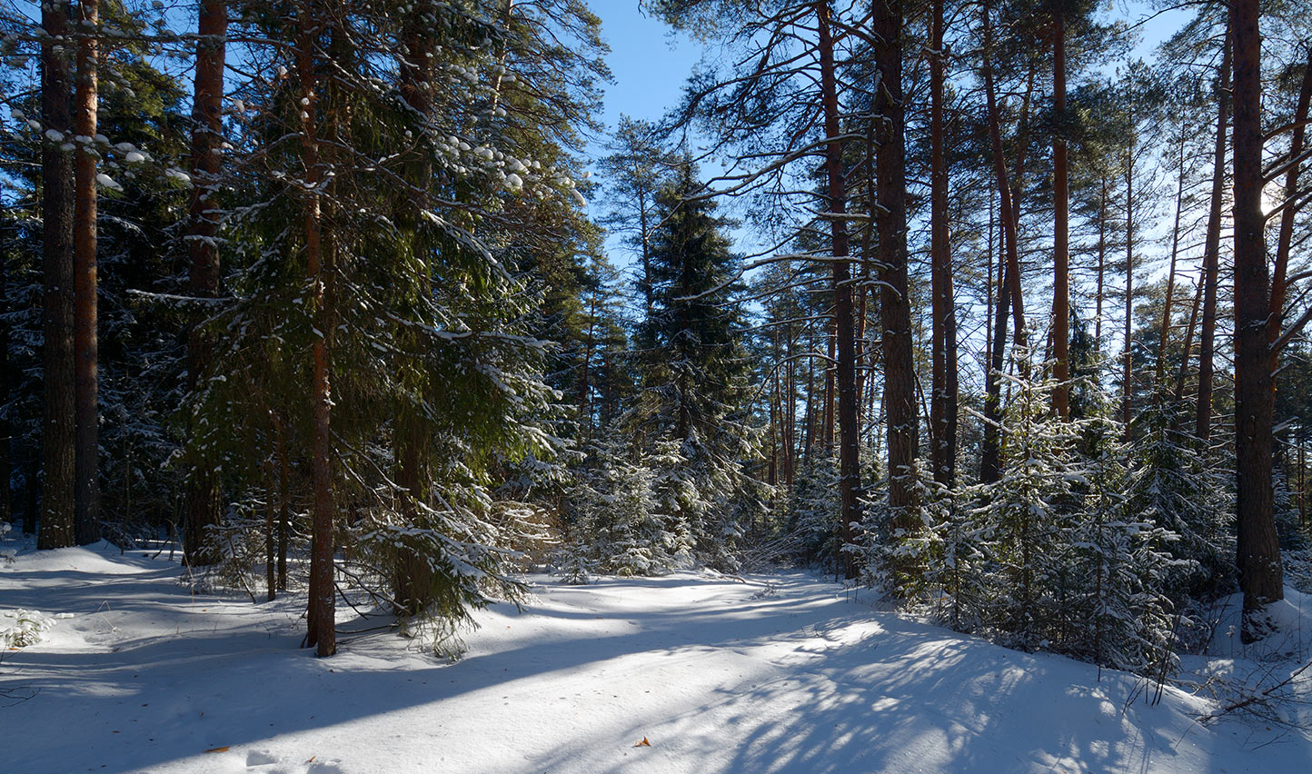 photo "***" tags: landscape, nature, forest, winter