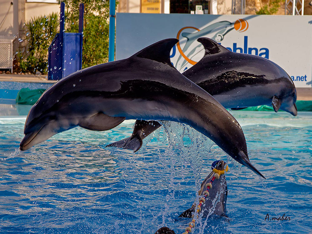 photo "DOLPHIN SHOW" tags: sport, SPORT