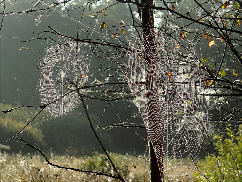 photo "***" tags: nature, autumn, паутина