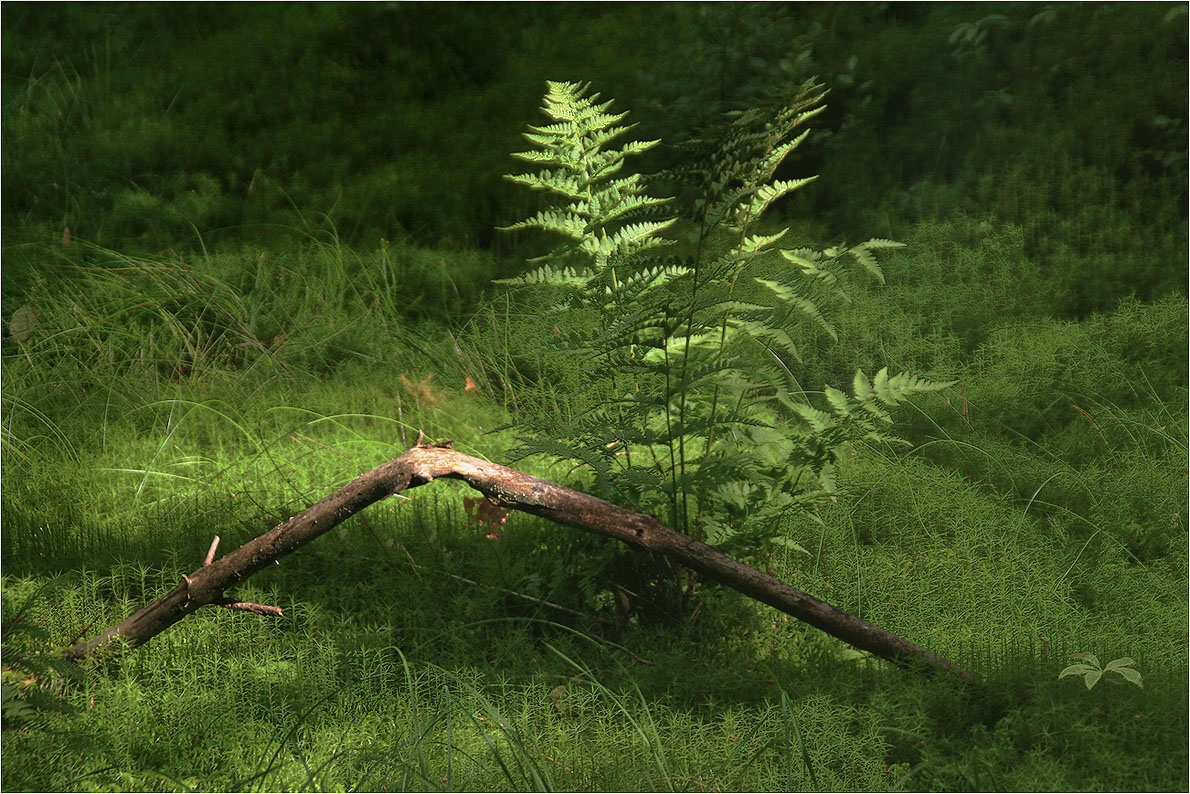photo "The forest fern" tags: nature, landscape, 