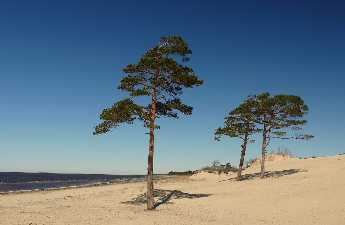 фото "Ягры( Белое море)" метки: пейзаж, 