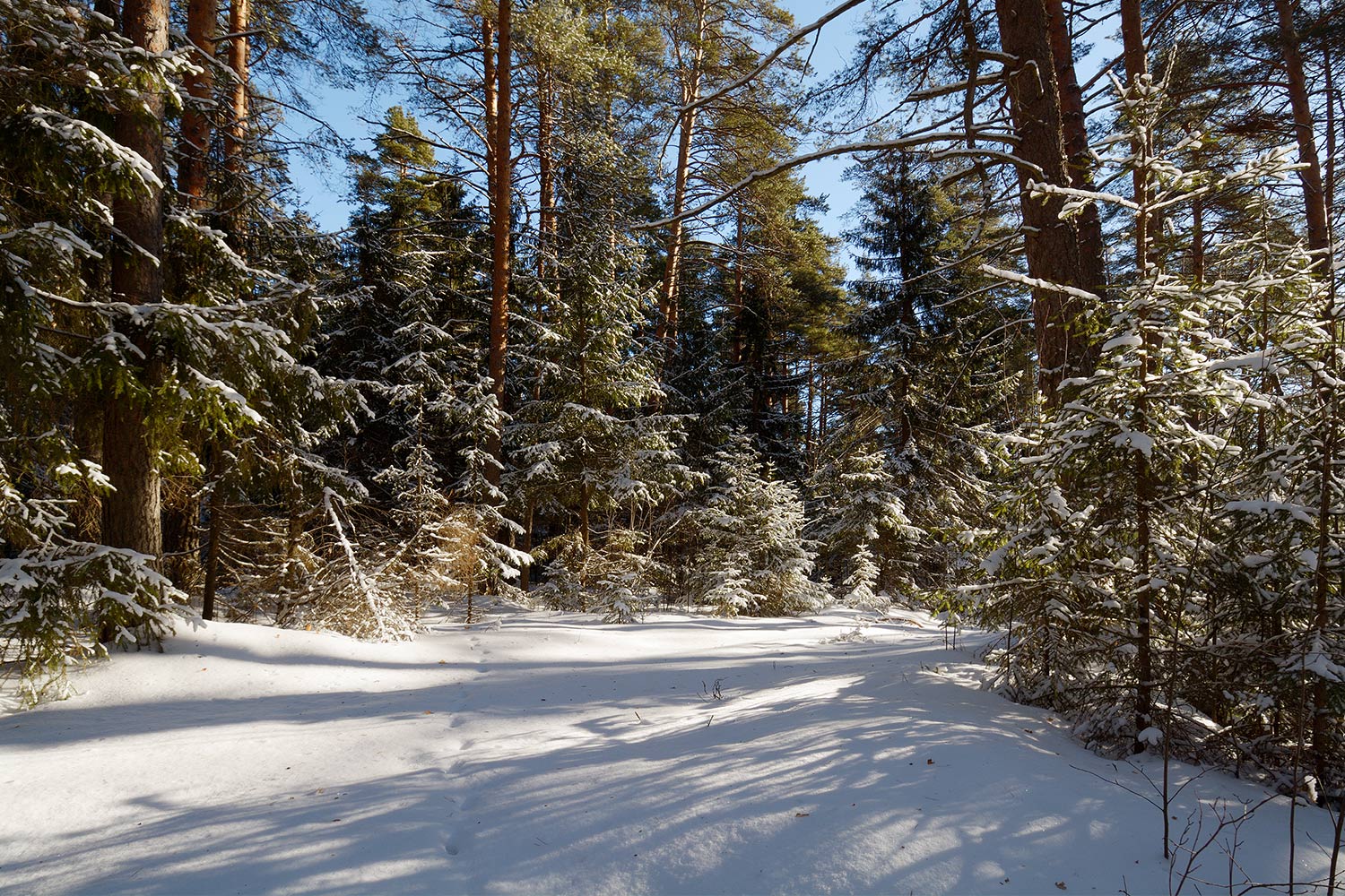 photo "***" tags: landscape, forest, winter