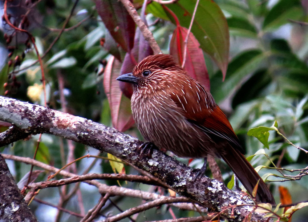 photo "****" tags: nature, travel, birds