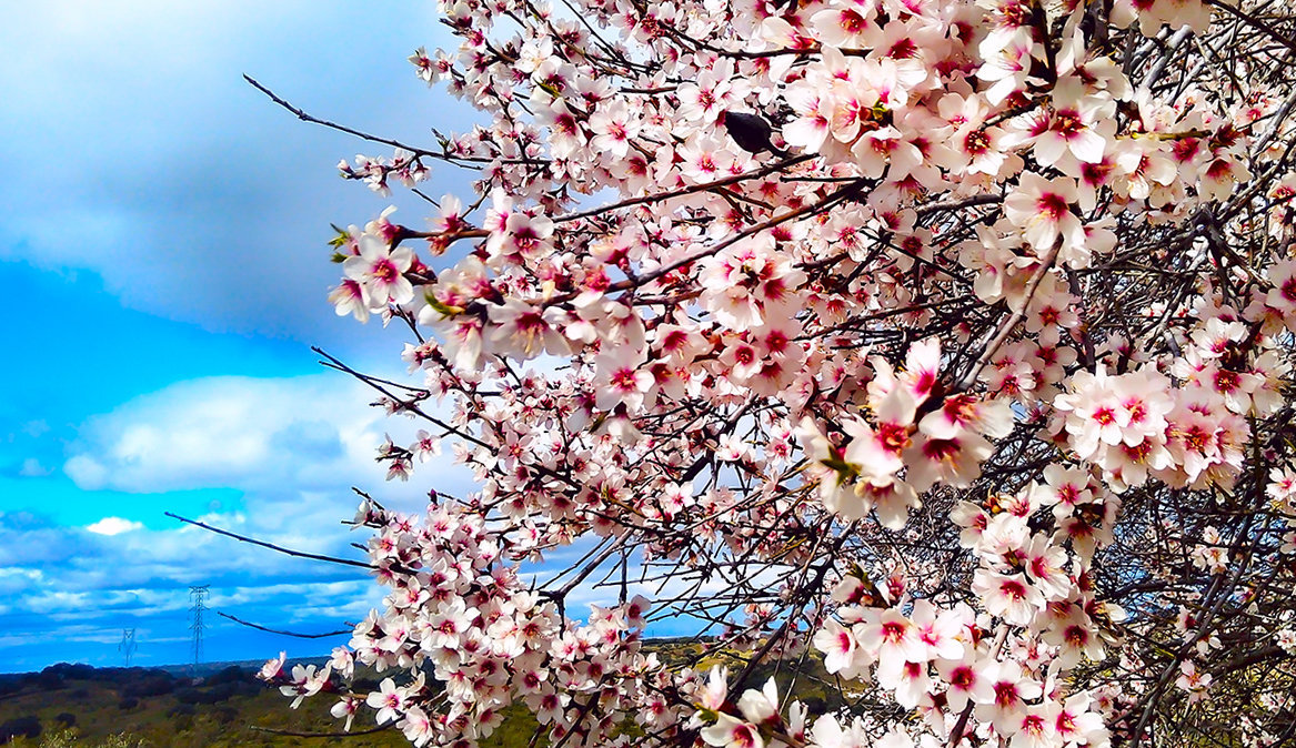 photo "Almond Blossom" tags: nature, 
