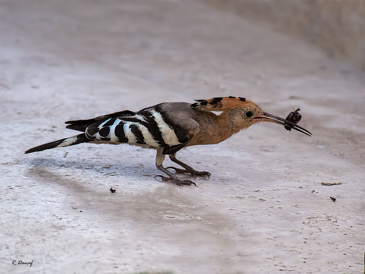 photo "Hoopoe" tags: nature, 