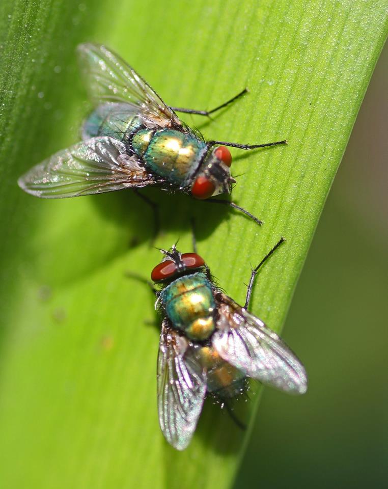 photo "Tete a Tete" tags: nature, macro and close-up, 