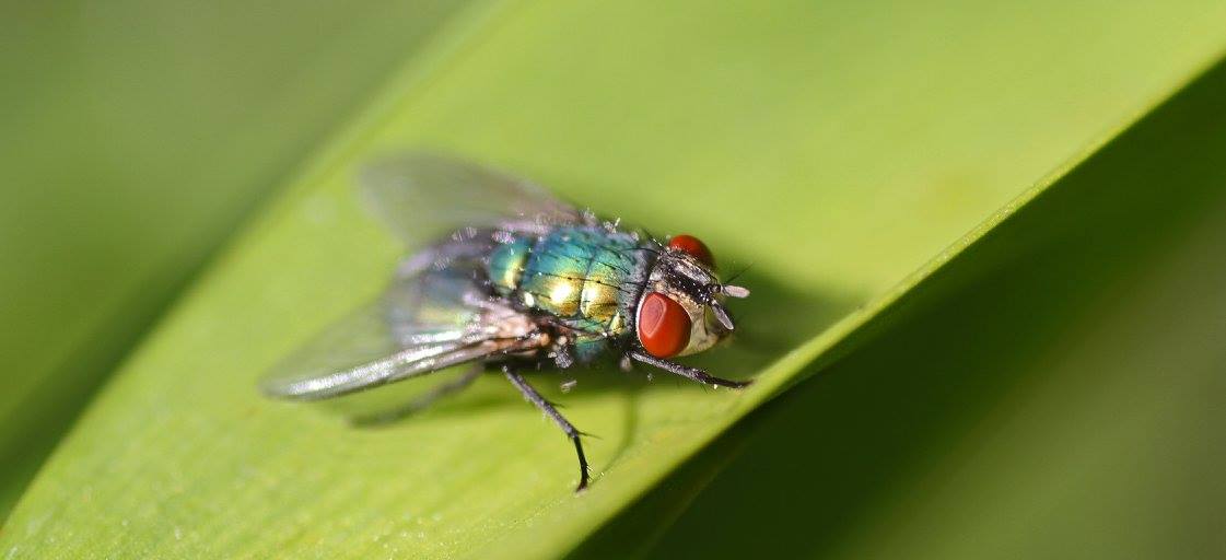 photo "***" tags: nature, macro and close-up, 