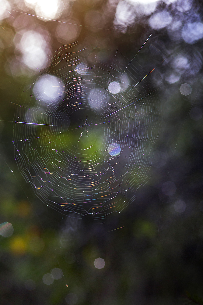 photo "***" tags: nature, macro and close-up, 