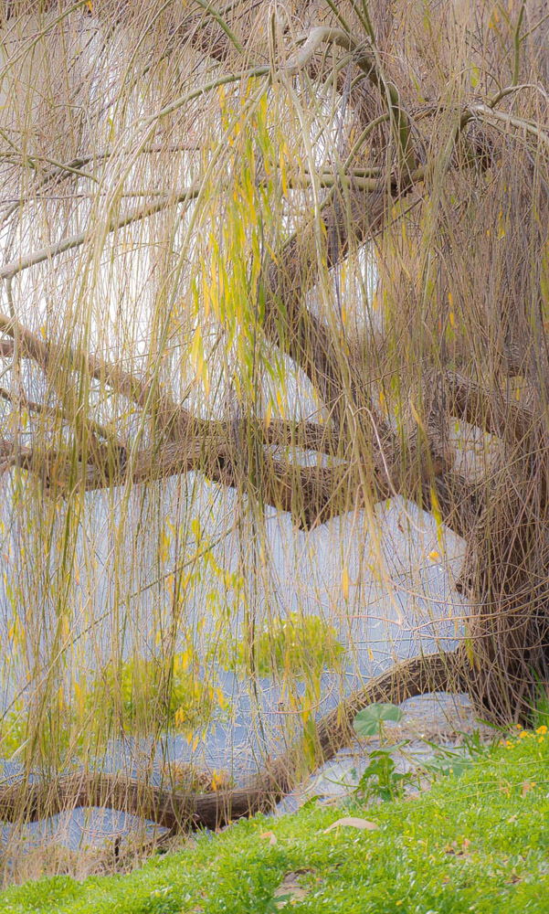 photo "Весна - Плакучая Ива" tags: landscape, nature, Willow, ива