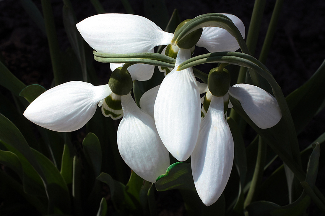 photo "Trio" tags: macro and close-up, close-up, flowers, snowdrop, spring, white