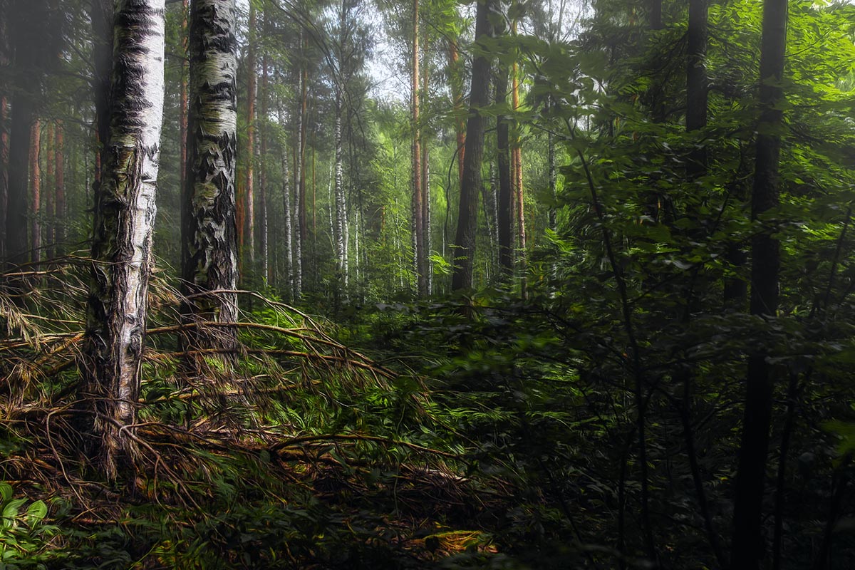 photo "***" tags: landscape, nature, forest, summer