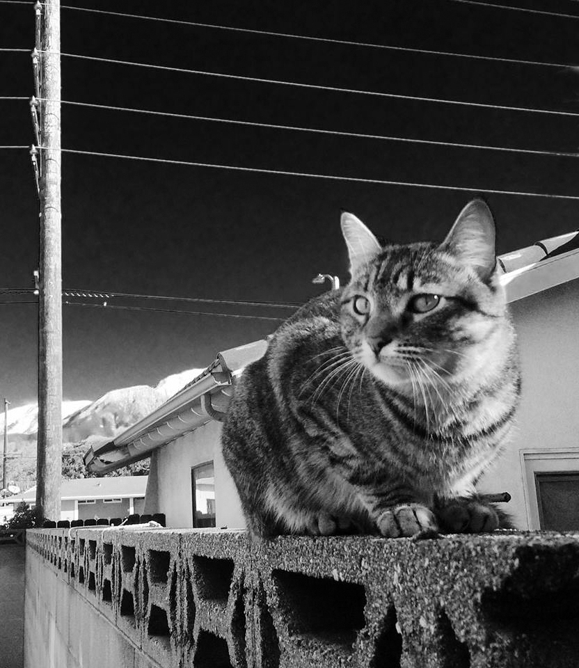 photo "Wall Kitty" tags: genre, black&white, 