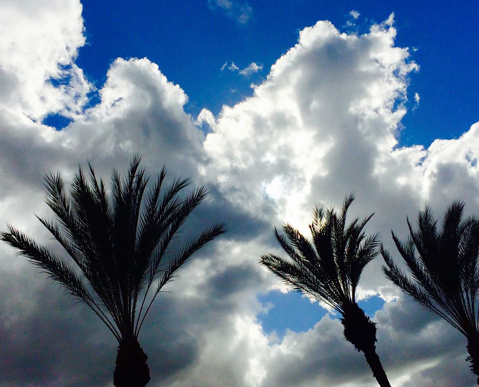 photo "Palm Sky" tags: landscape, nature, 