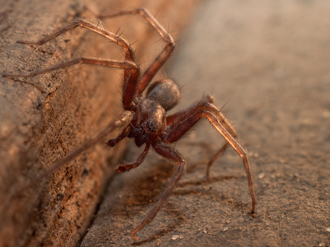 photo "***" tags: macro and close-up, 