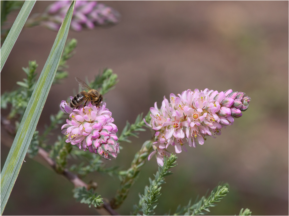 photo "***" tags: nature, macro and close-up, flowers, insect, spring