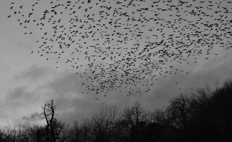 photo "***" tags: black&white, sky, птицы