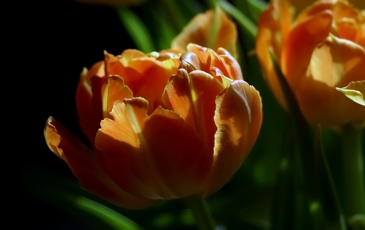 photo "Tulips" tags: macro and close-up, 