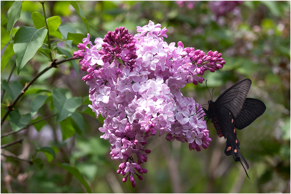 photo "***" tags: nature, flowers, spring, Насекомые