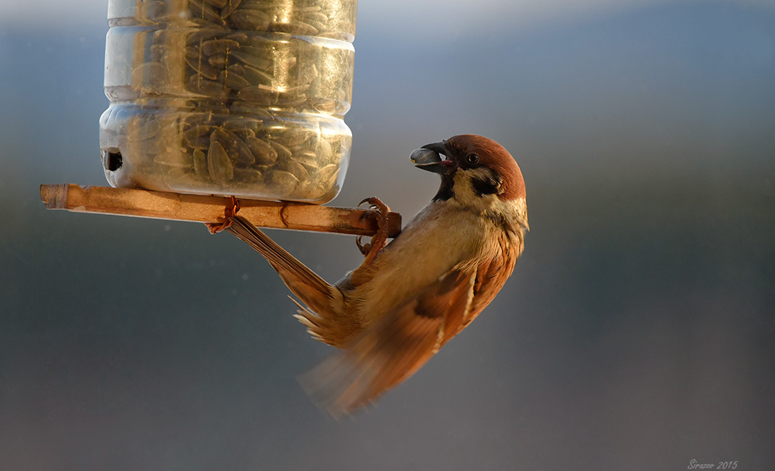 photo "Bird breakfast" tags: nature, 
