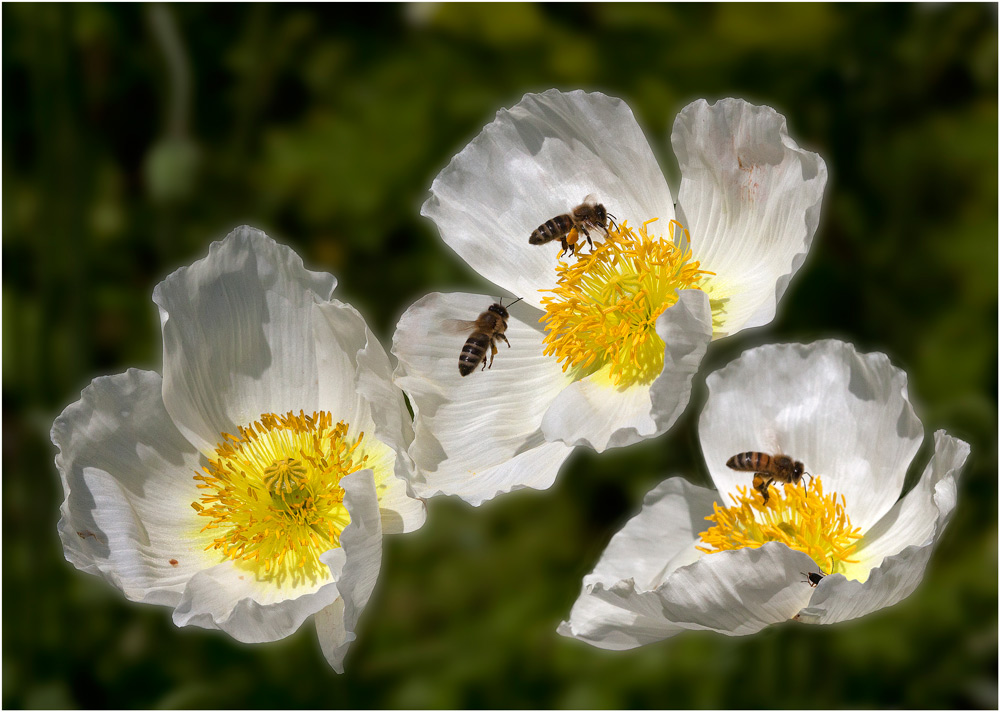 photo "***" tags: nature, macro and close-up, spring, Насекомые, цветыя