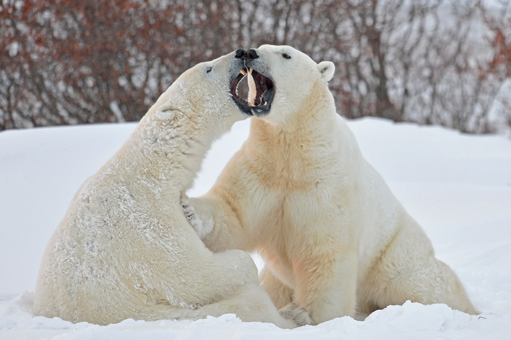 фото "Duet" метки: природа, путешествия, 