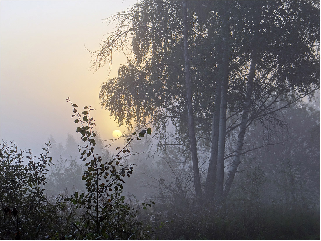 фото "В тёмно синем лесу..." метки: , лес, осень, туман