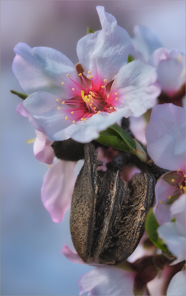 фото "Весна и эротика" метки: природа, макро и крупный план, Европа, весна, миндаль, цветы
