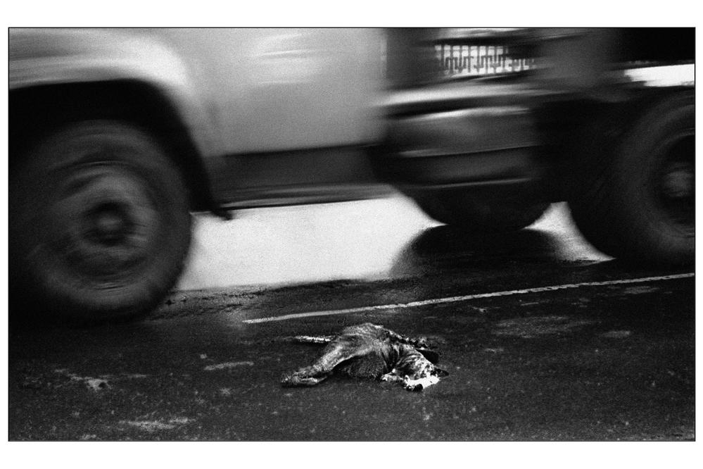 фото "Смерть под колёсами" метки: , 