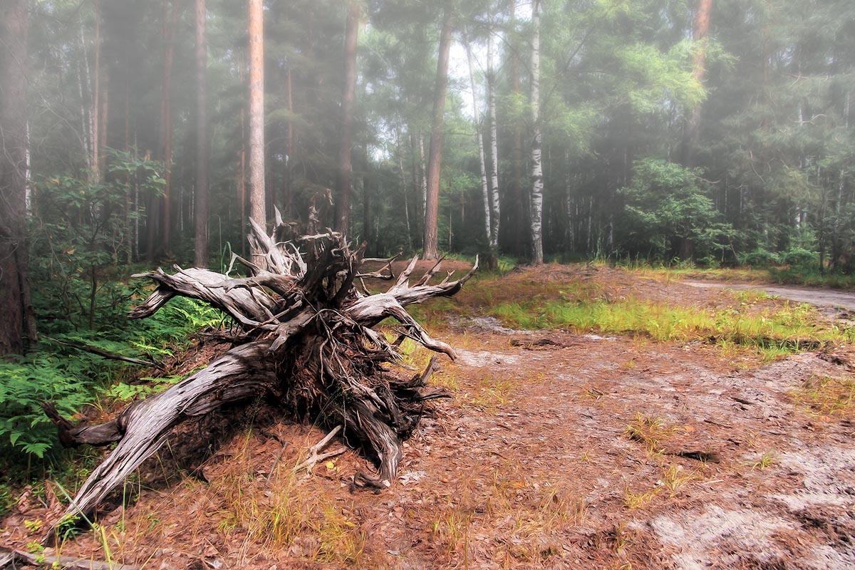 photo "***" tags: landscape, nature, forest