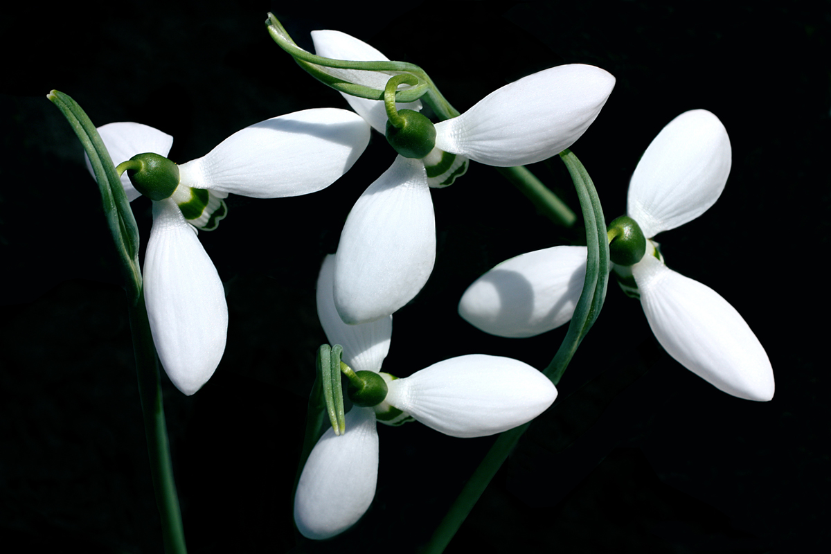 photo "Its snowdrop time" tags: macro and close-up, macro, snowdrop, spring, white