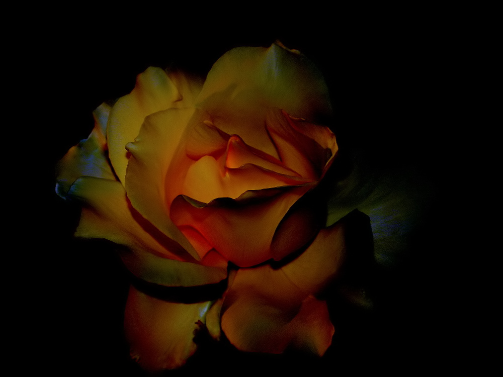 photo ""A Rose to all women..."" tags: nature, macro and close-up, 