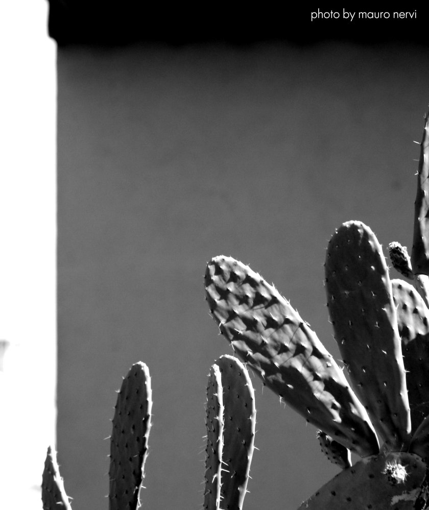 фото "cactus" метки: черно-белые, 