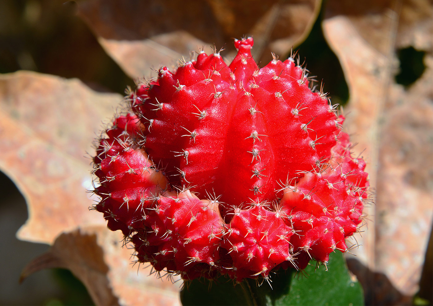 photo "***" tags: nature, macro and close-up, interior, Израиль цветок кактуса.