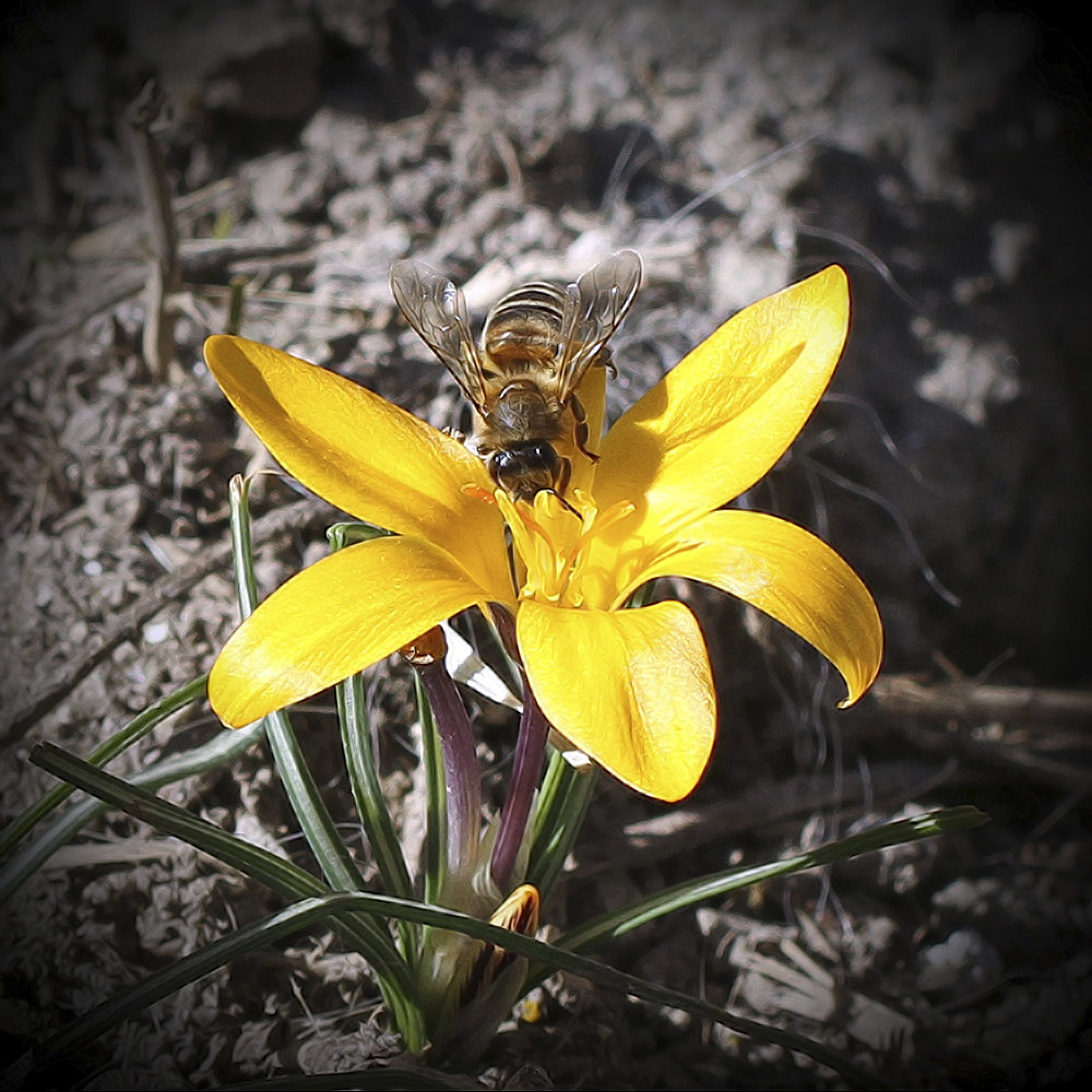 photo "***" tags: macro and close-up, nature, крокус, пчела