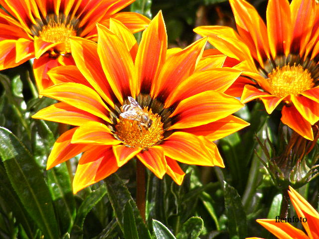 photo "Summer" tags: nature, 