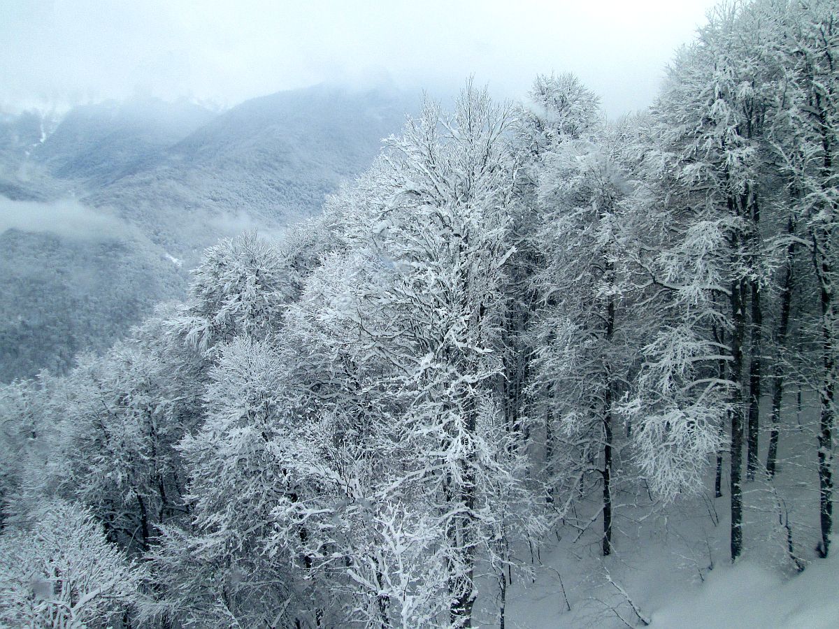 photo "Rosa Khutor. Cloudy #01" tags: landscape, travel, nature, forest, mountains, snow, winter, Роза Хутор