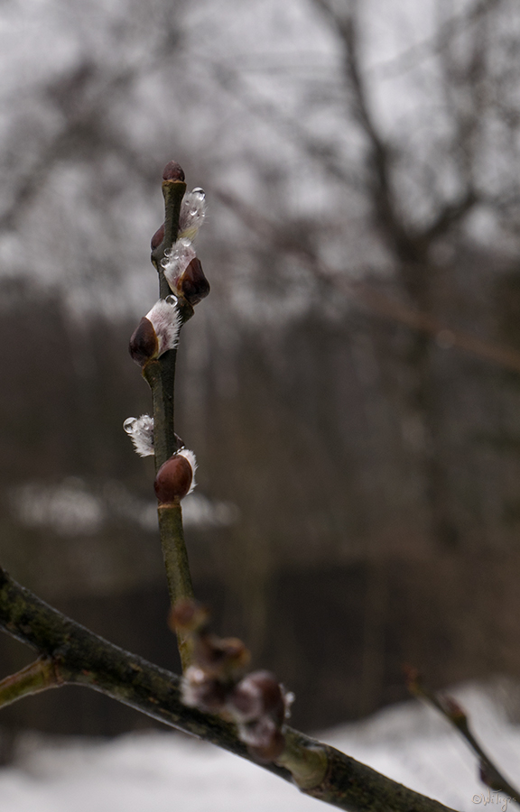 photo "***" tags: macro and close-up, spring