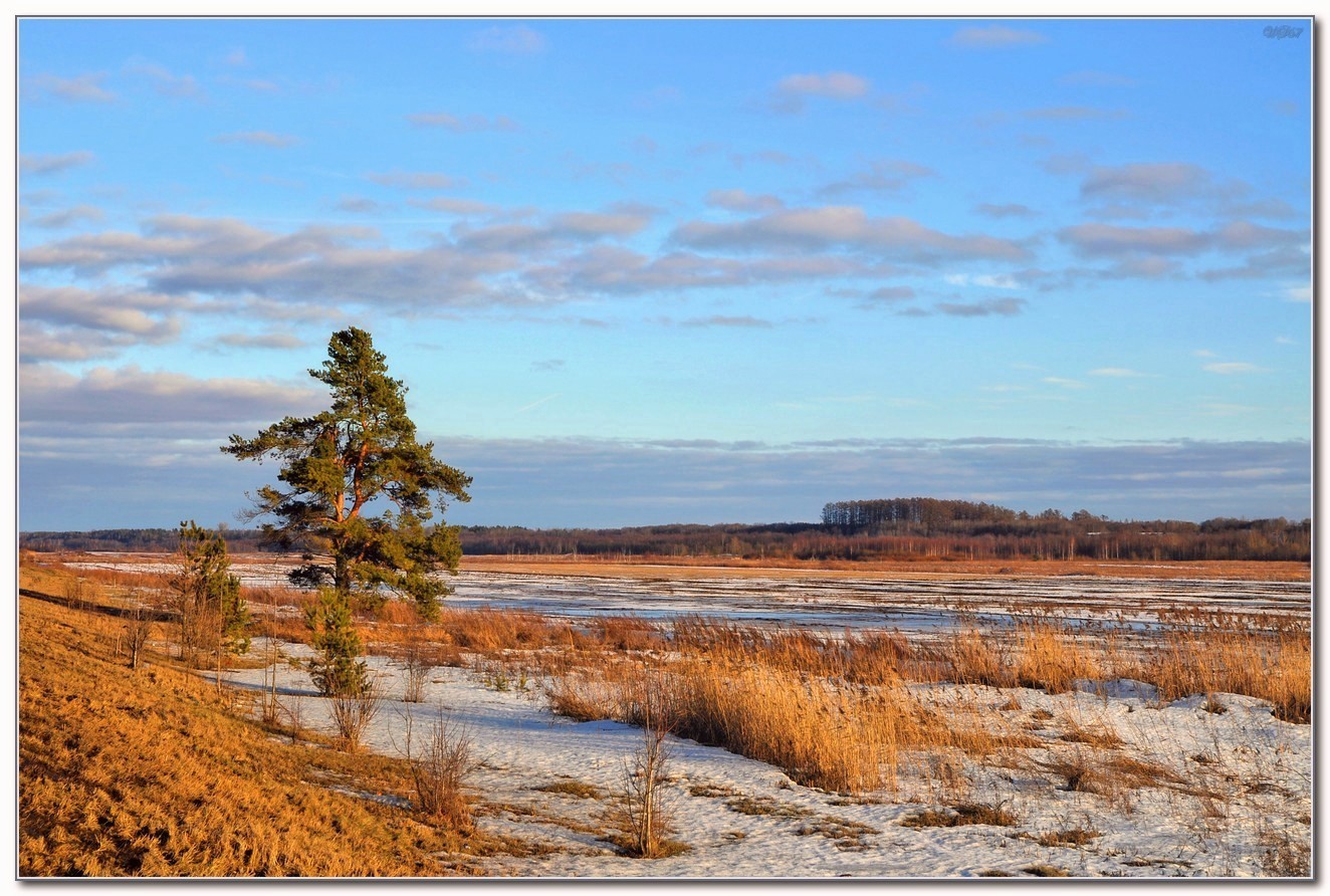 photo "***" tags: landscape, winter, сосны