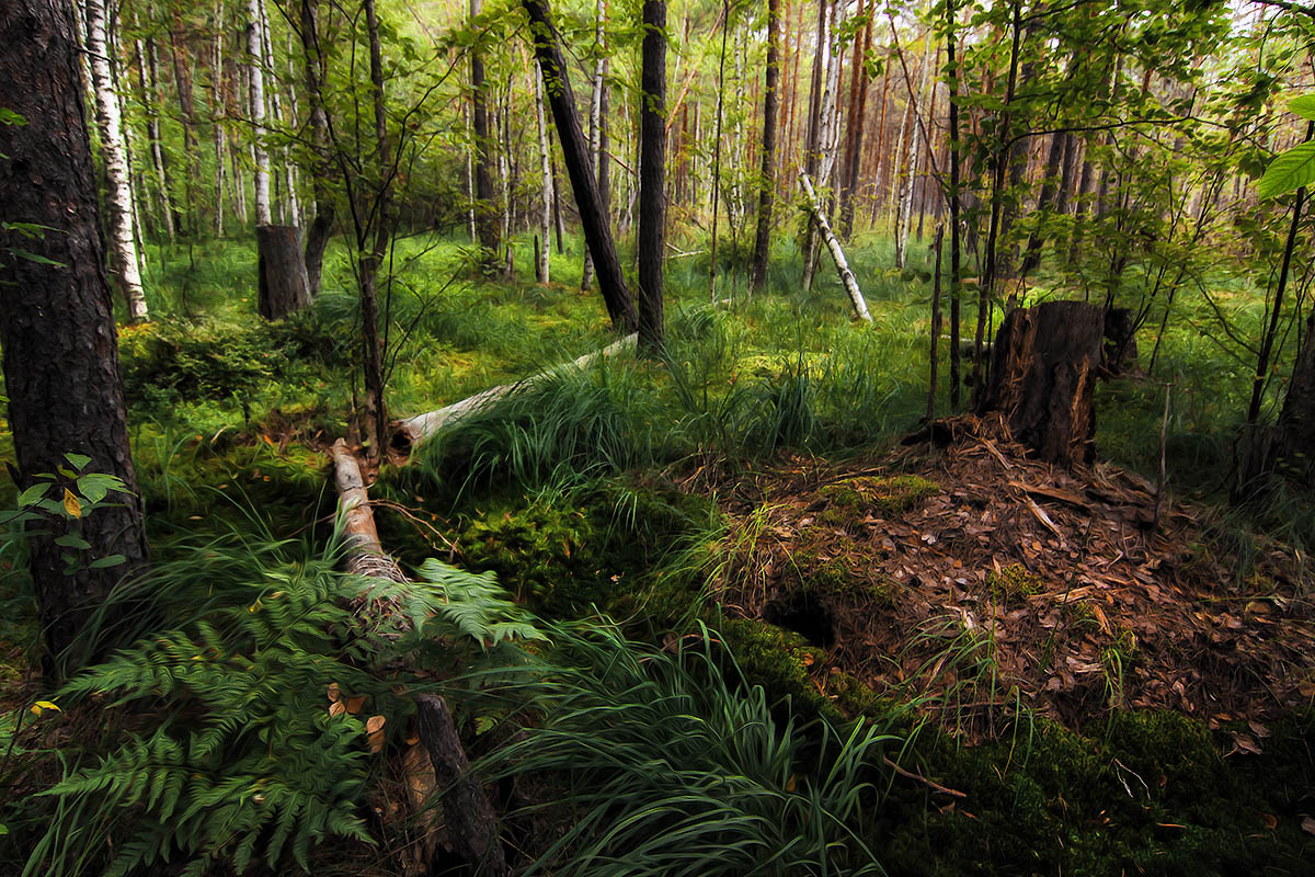 photo "***" tags: landscape, nature, forest