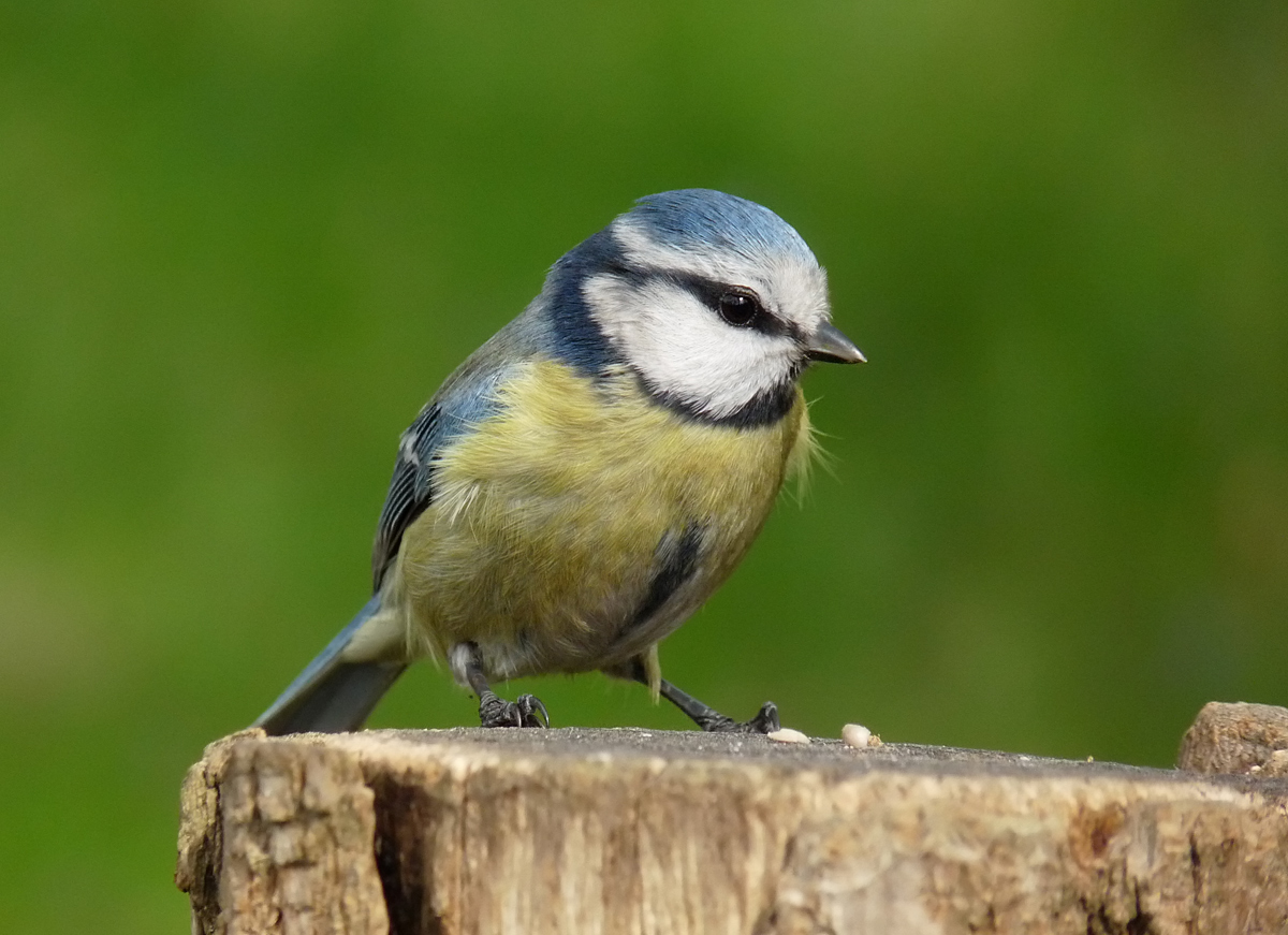 photo "***" tags: macro and close-up, nature, wild animals