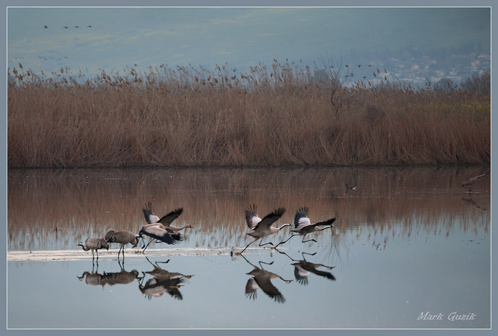 photo "Running on water" tags: nature, 
