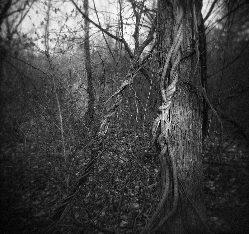photo "vines" tags: landscape, black&white, black and white, holga