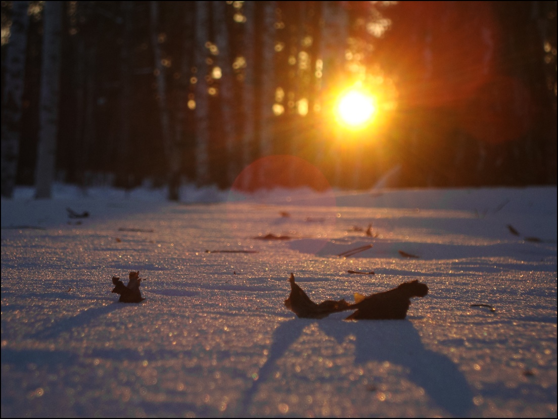фото "в закатном свете" метки: пейзаж, зима, лес