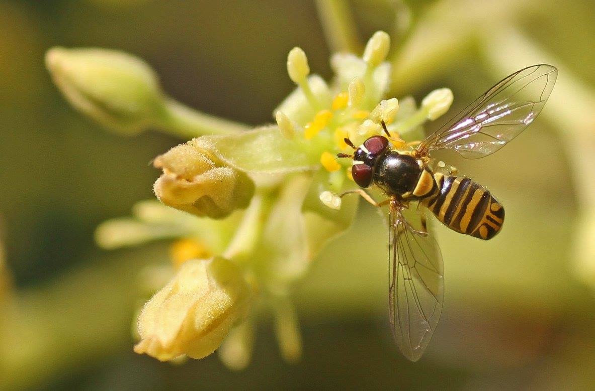 photo "***" tags: macro and close-up, nature, 