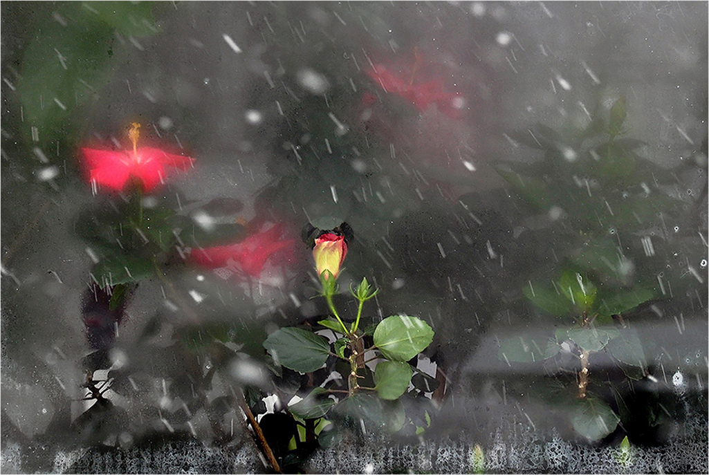 photo "***" tags: street, city, flowers, snow, окна