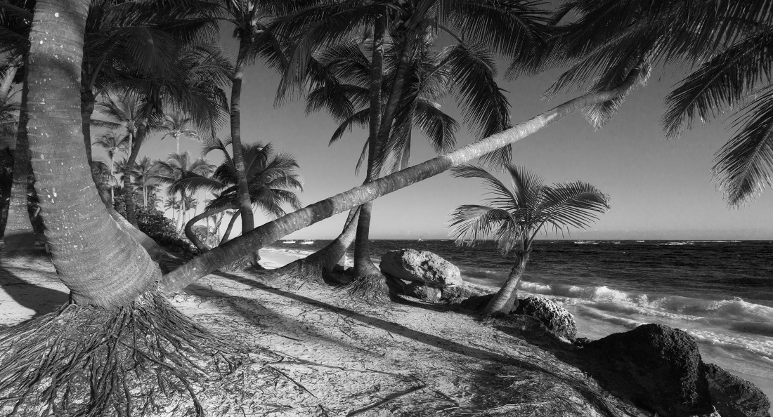 фото "Прибрежный хаос" метки: черно-белые, путешествия, Доминикана, берег, океан, пальмы, песок