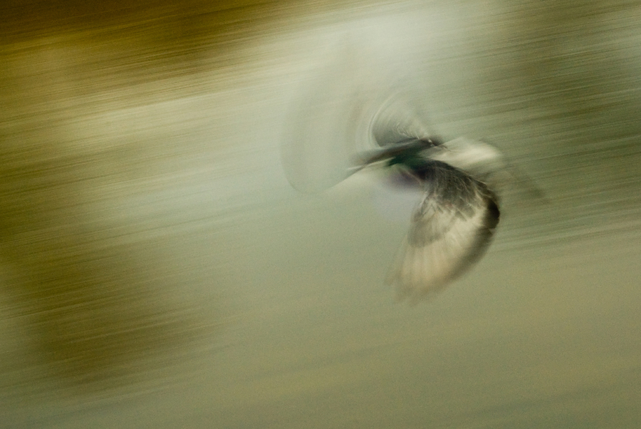 photo "***" tags: nature, 